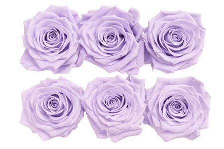 Ro Pres Classic Mauve