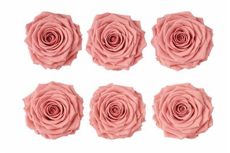 Ro Pres Classic Pink Dusty