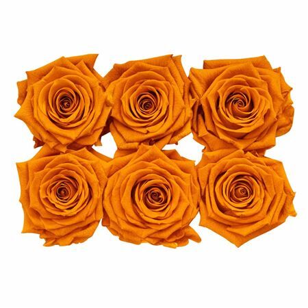 Ro Pres Classic Orange Lime