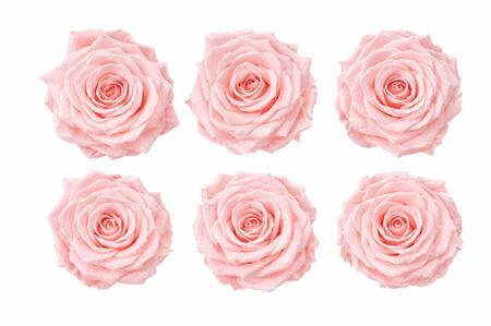 Ro Pres Classic Pink Soft