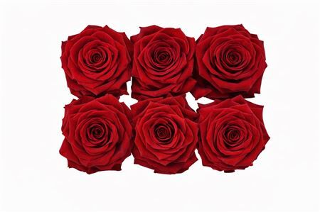 Ro Pres Classic Red