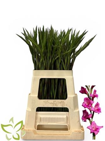 Glad Kl Summer Jewel (paars)