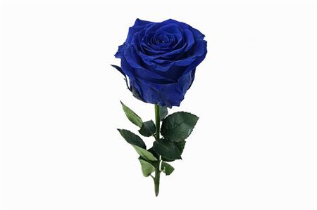 Ro Pres Stem 30cm Blue