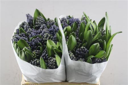 Hyac Delft Blue (schie)