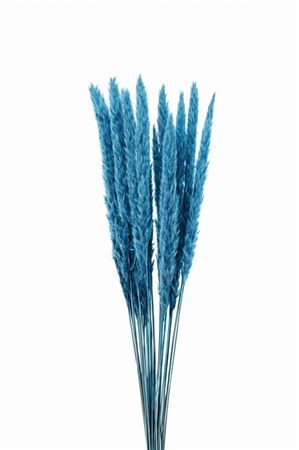 Dried Fluffy Pampas Dark Blue Bunch