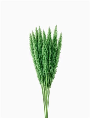 Dried Fluffy Pampas Light Green Bunch