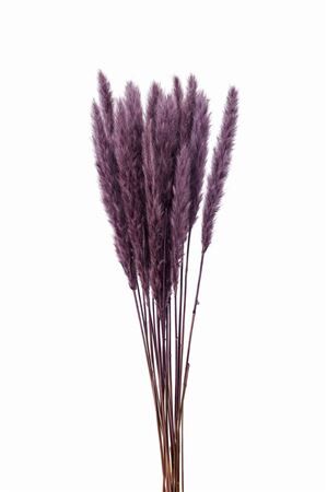 Dried Fluffy Pampas Milka Bunch