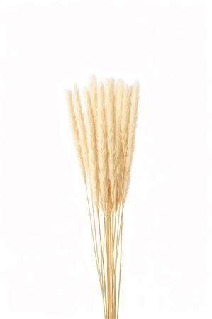 Dried Fluffy Pampas Bleached P Bunch