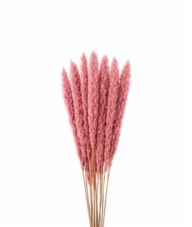 Dried Fluffy Pampas Light Pink Bunch