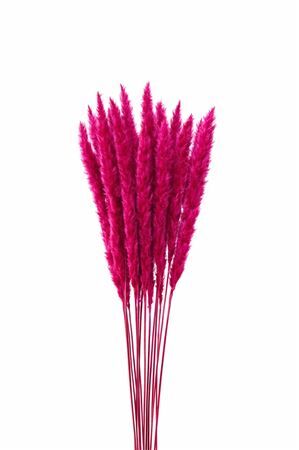 Dried Fluffy Pampas Dark Pink Bunch