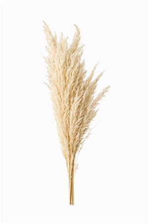 Dried Fluffy Pampas Bleached P Bunch