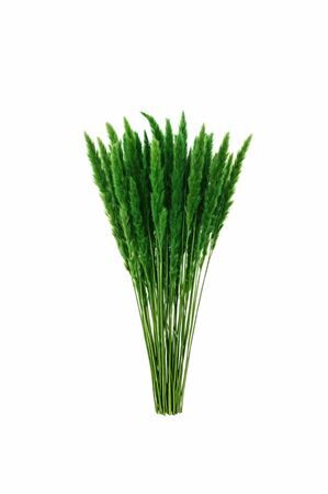 Dried Fluffy Pampas Moss Green Bunch
