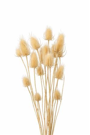 Dried Cardi Stella Bleached Bunch