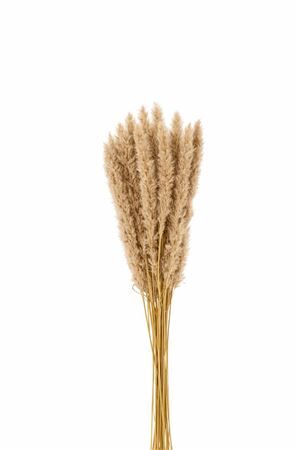 Dried Fluffy Pampas Naturel Bunch