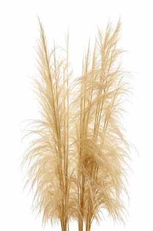 Dried Cortaderia Giant Bleached P Stem
