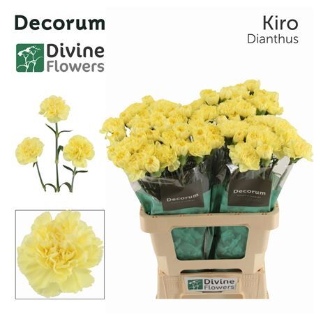 Di St Nl Kiro