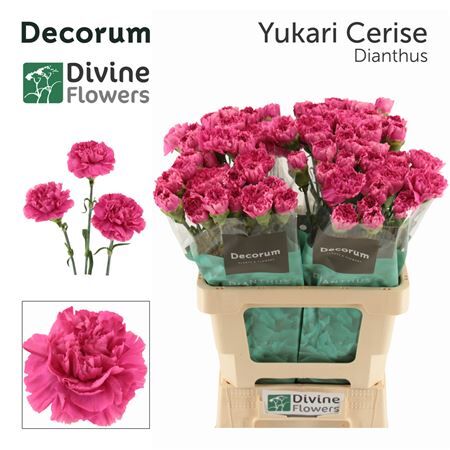 Di St Nl Yukari Cerise