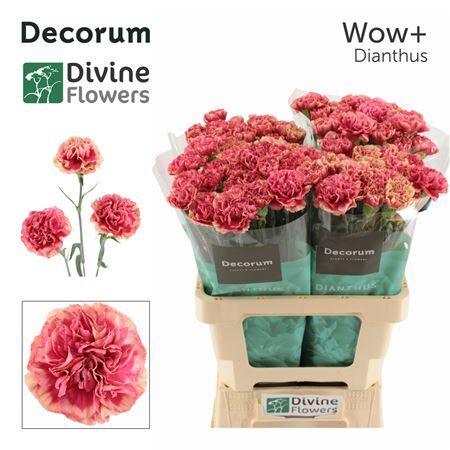 Di St Nl Wow+