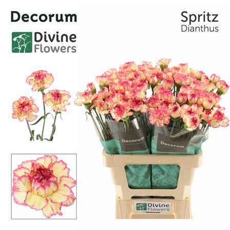 Di St Nl Spritz
