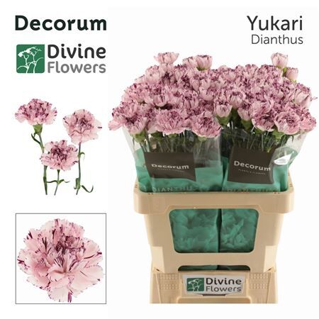 Di St Nl Yukari