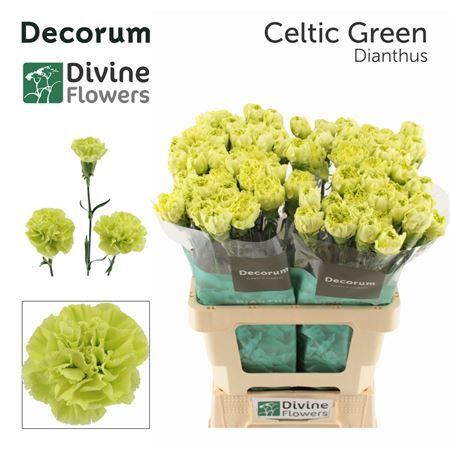 Di St Nl Celtic Green