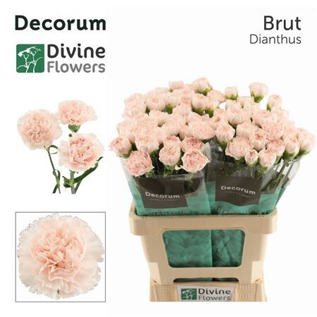 Di St Nl Brut