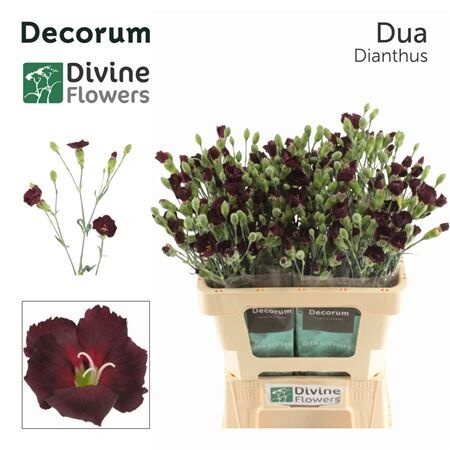 Di Te Nl Solomio Dua