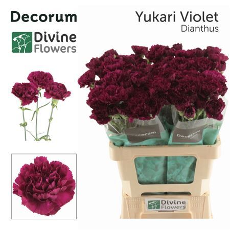 Di St Nl Yukari Violet