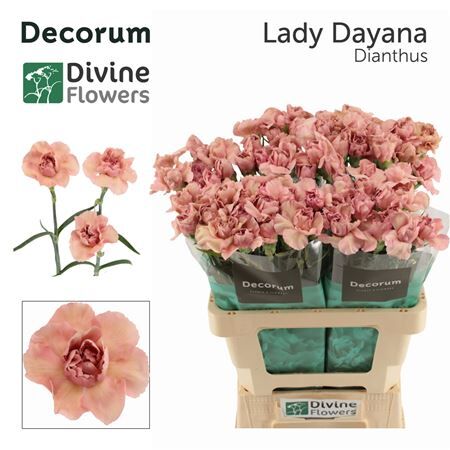 Di St Nl Lady Dayana