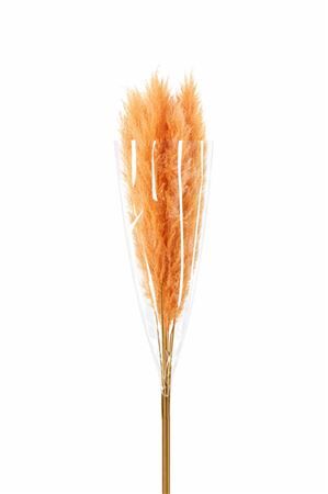 Dried Cortaderia Dadang Salmon 140cm P Stem
