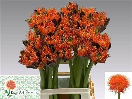 Scadoxus M King Of Orange