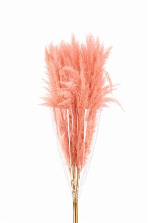 Dried Cortaderia Dadang Soft Pink 140cm P Stem