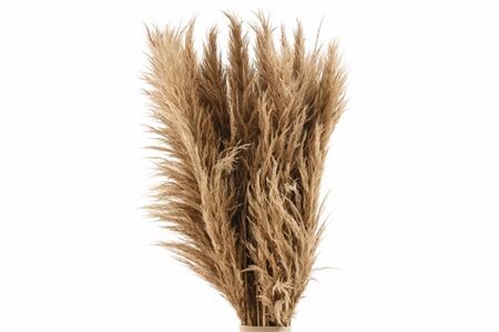 Dried Cortaderia Zaquara Naturel Brown 100cm
