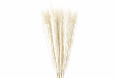 Dried Cortaderia Lao Grass Nat White Super P Stem