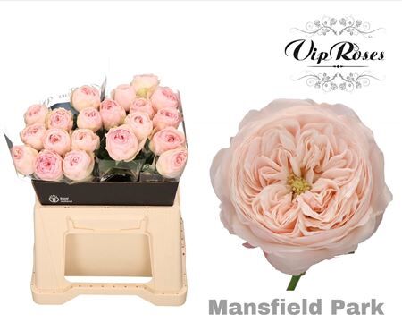 R Kl Mansfield Park X20