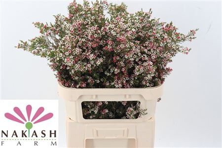 Chame Un My Sweet 16