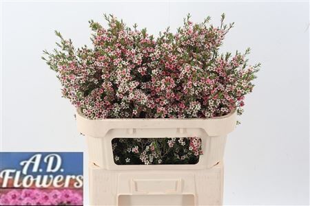 Chame Un My Sweet 16