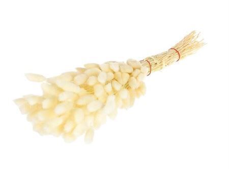 Dried Lagurus Bleached Bunch Slv