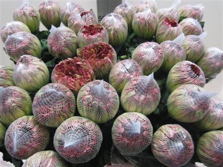 Chr G Antonov Hortensia