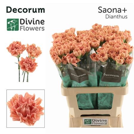 Di St Nl Saona+