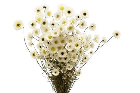 Dried Acroclinium Nat White Bunch