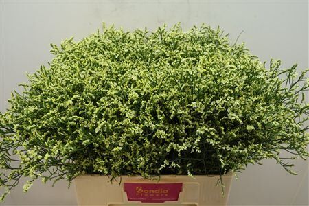 Lim Sin China Summer