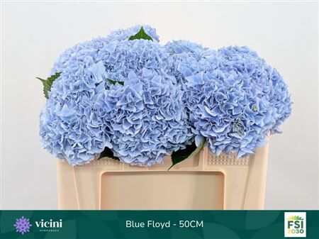 Hydr M Mag Pi Floy B