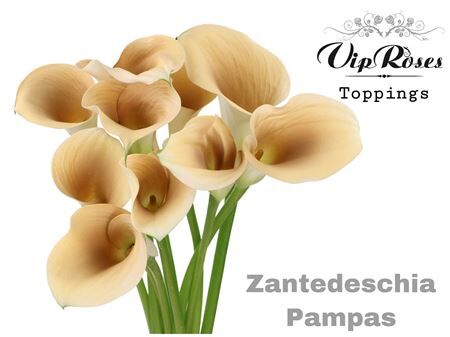 Zant Pampas