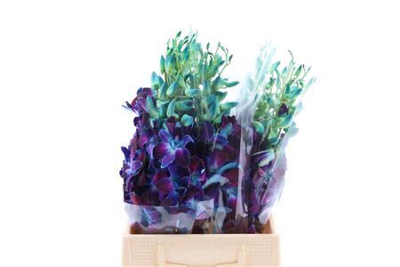 Dendro Gal Blue Paint