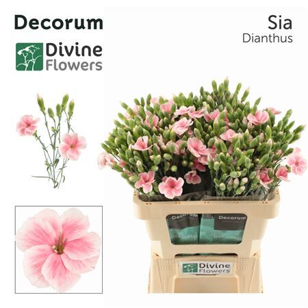 Di Te Nl Solomio Sia