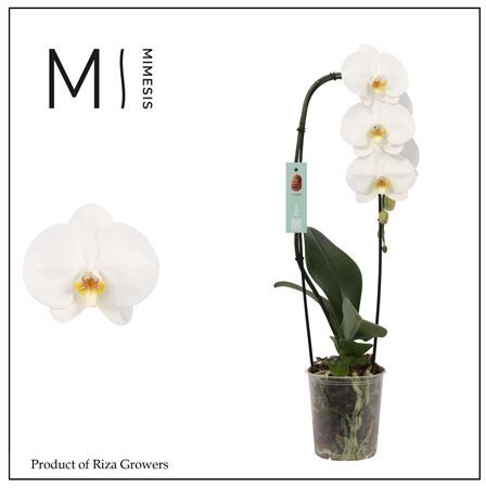 Phal Casc Wit Tokyo 1 Tak Big Flower