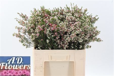 Chame Un My Sweet 16