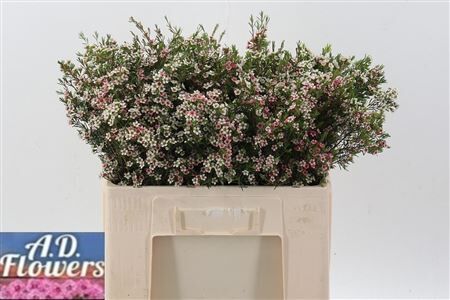 Chame Un My Sweet 16