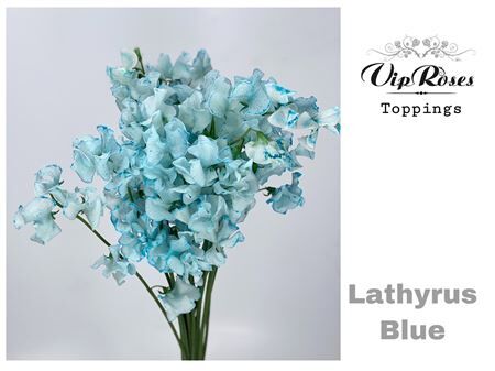 Lathyr Blue